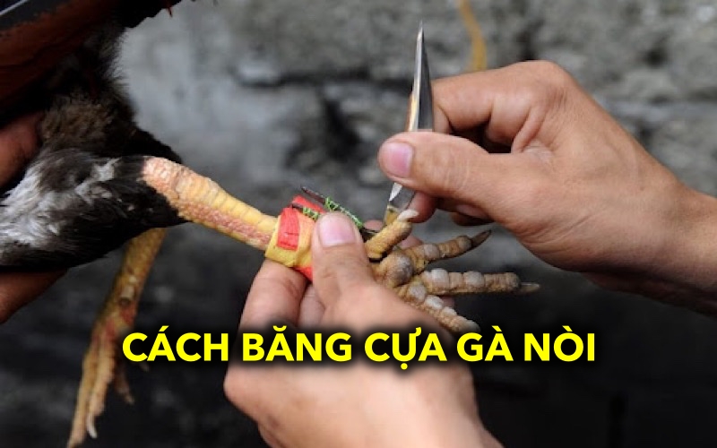 Cách băng cựa gà nòi | Kỹ thuật băng cựa đúng cách