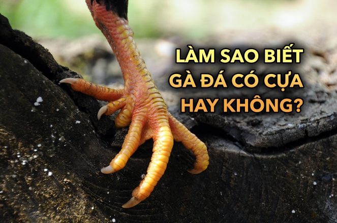 Giải mã làm sao biết gà đá có cựa hay không?