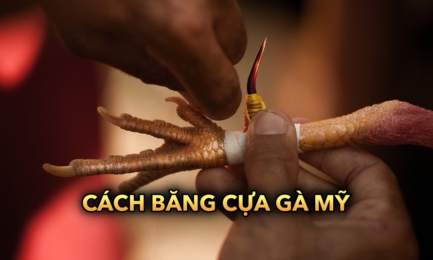 Cách băng cựa gà Mỹ | Kỹ thuật băng gà đúng cách