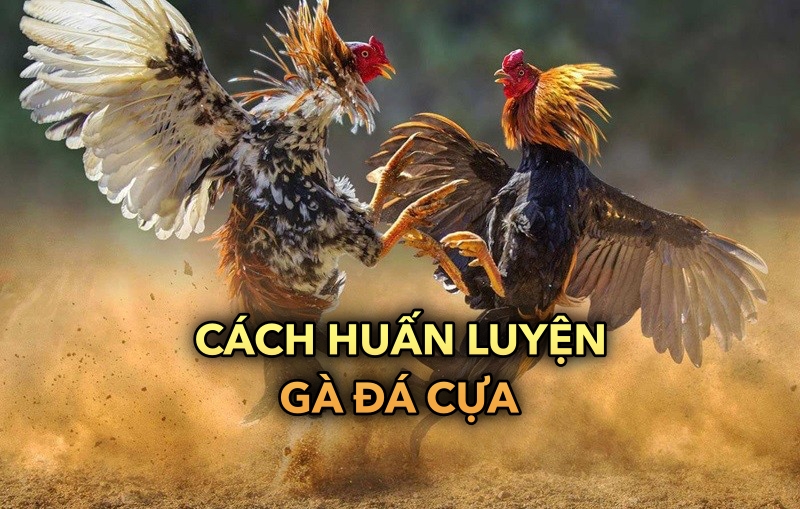 Cách huấn luyện gà đá cựa | Tăng sức chiến đấu và kỹ năng