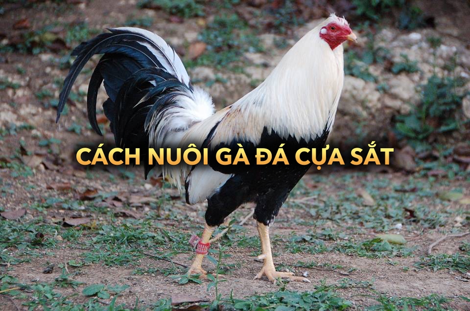 Cách nuôi gà đá cựa sắt | Nâng cao khả năng chiến đấu