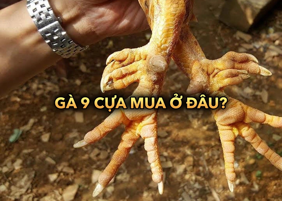 Gà chín cựa mua ở đâu? Tìm hiểu địa điểm mua uy tín