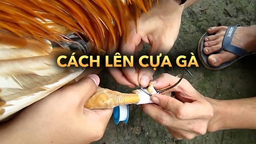 Cách lên cựa gà | Tăng cường sức mạnh gà chiến